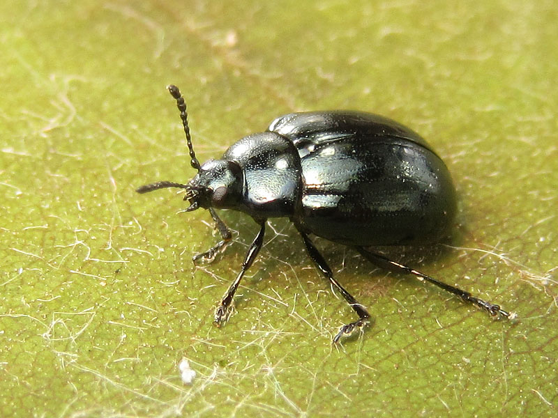 Chrysomelidae: Phaedon armoraciae (cfr.)